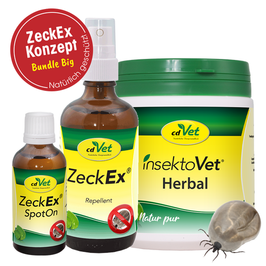 Bundle ZeckEx-Konzept Big