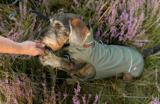 Olive grüner Softshell Mantel für Rauhhaardackel